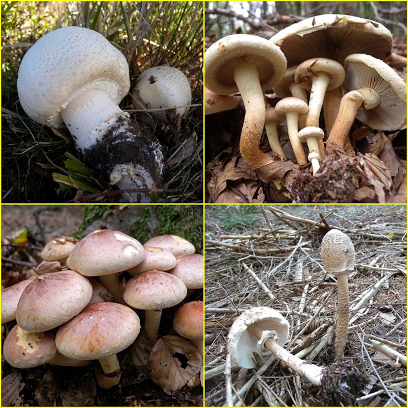 Funghi dall''Appennino